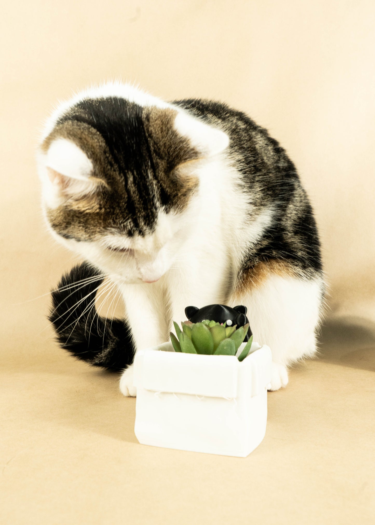 Kawaii Cat with a Planter Box