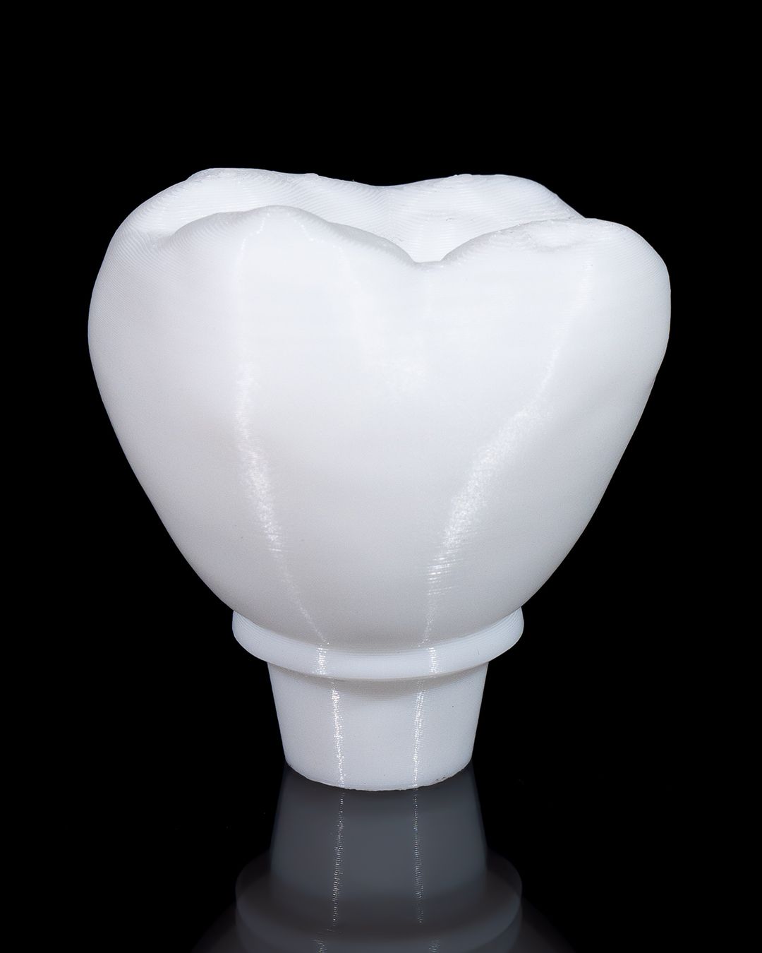 Healthy Premolar Tooth - 3D Printed Dental Replica