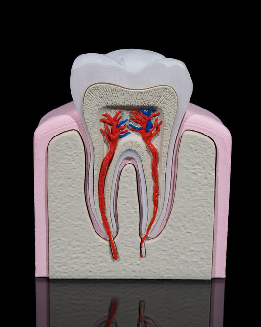 Healthy Premolar Tooth - 3D Printed Dental Replica