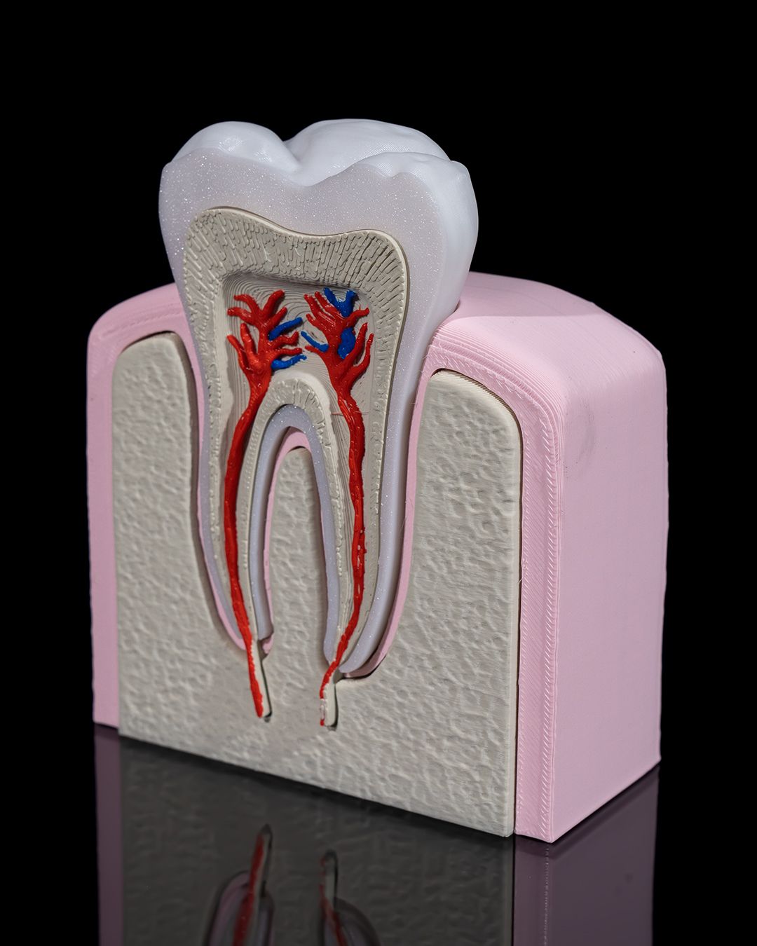 Healthy Premolar Tooth - 3D Printed Dental Replica