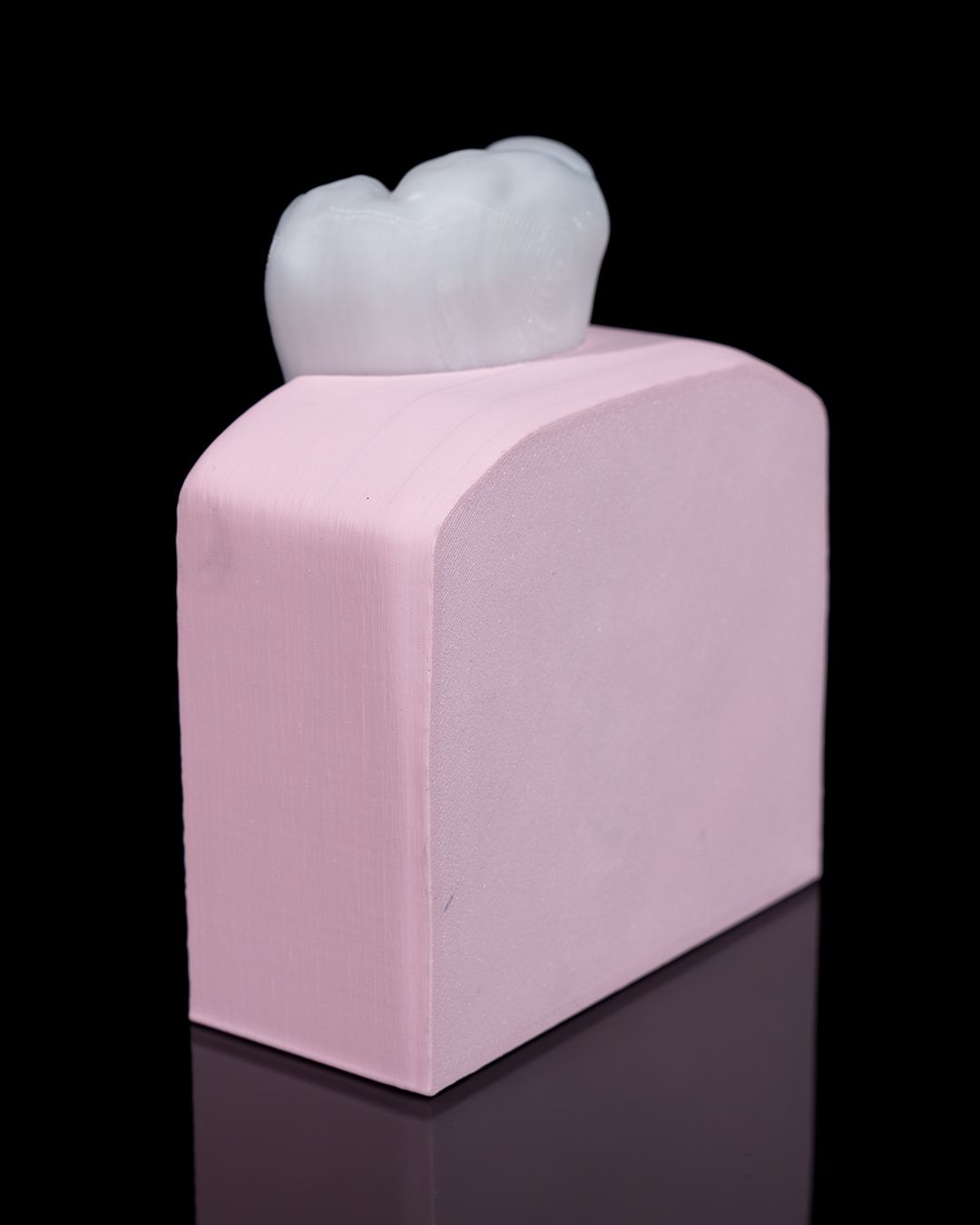 Healthy Premolar Tooth - 3D Printed Dental Replica