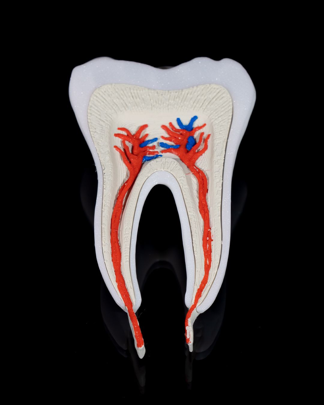 Healthy Premolar Tooth - 3D Printed Dental Replica