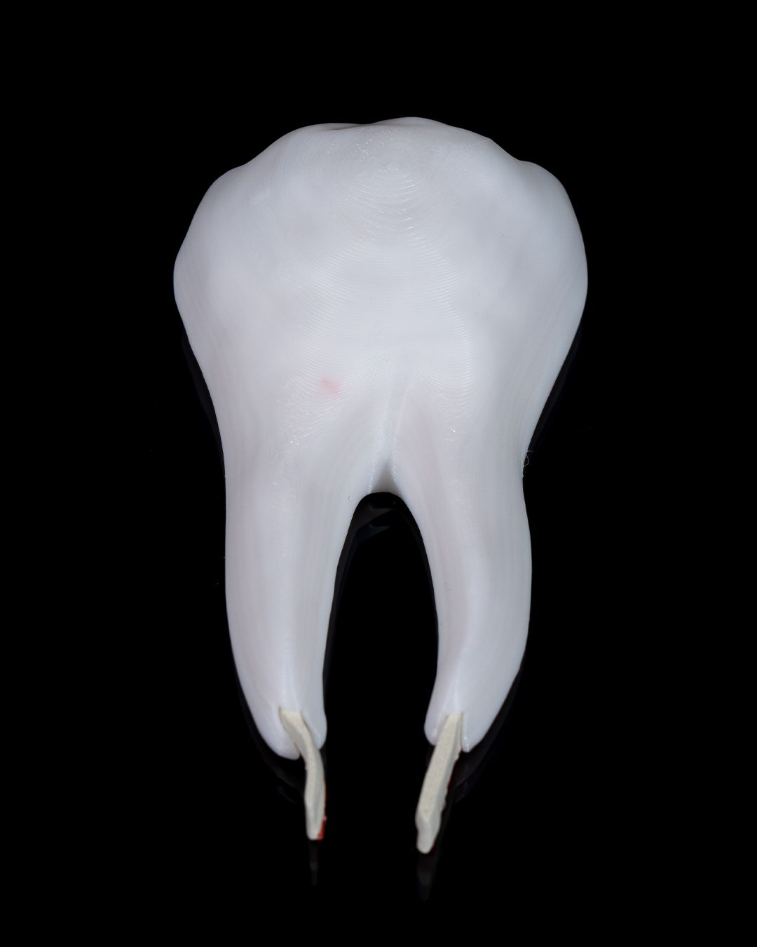 Healthy Premolar Tooth - 3D Printed Dental Replica