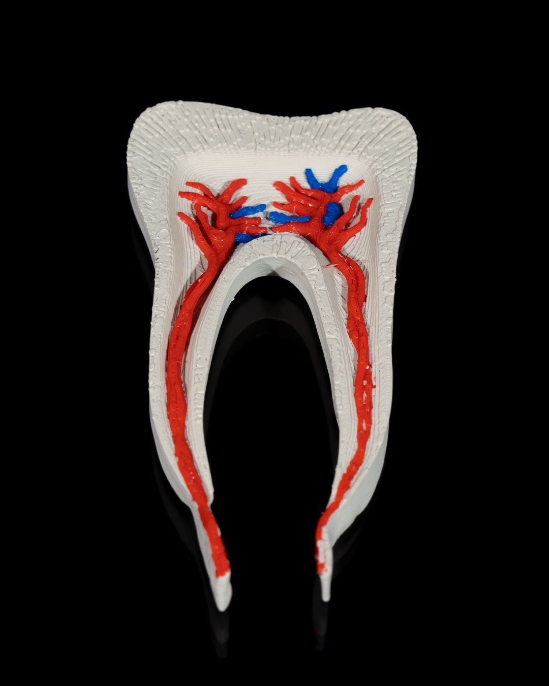 Healthy Premolar Tooth - 3D Printed Dental Replica