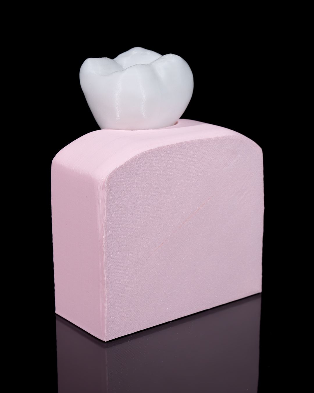 Healthy Premolar Tooth - 3D Printed Dental Replica