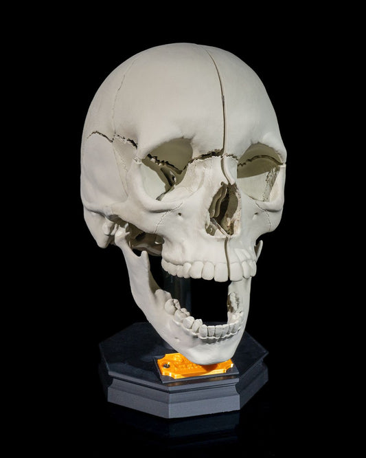 Human Adult Skull - 3D Printed Anatomical Replica