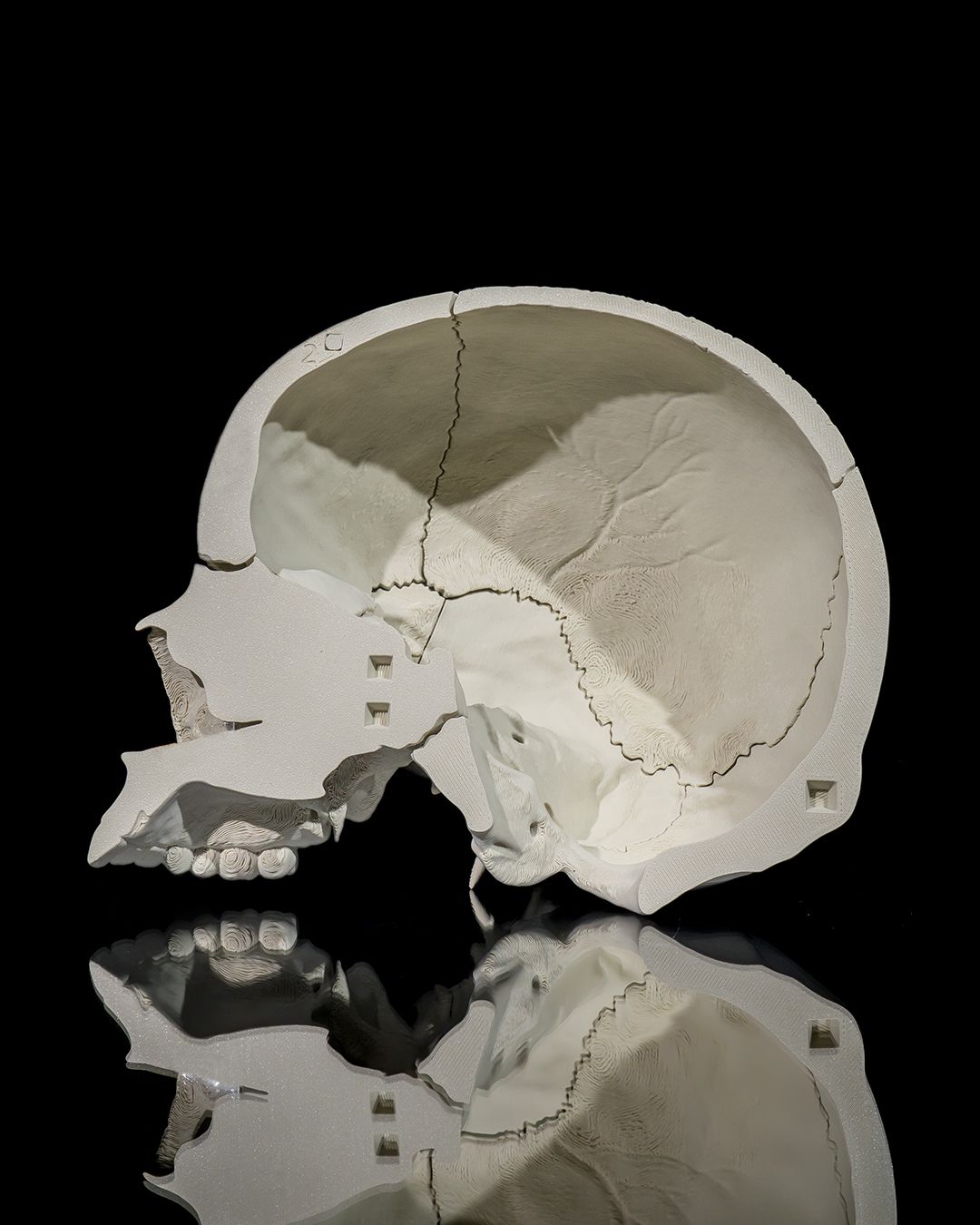 Human Adult Skull - 3D Printed Anatomical Replica