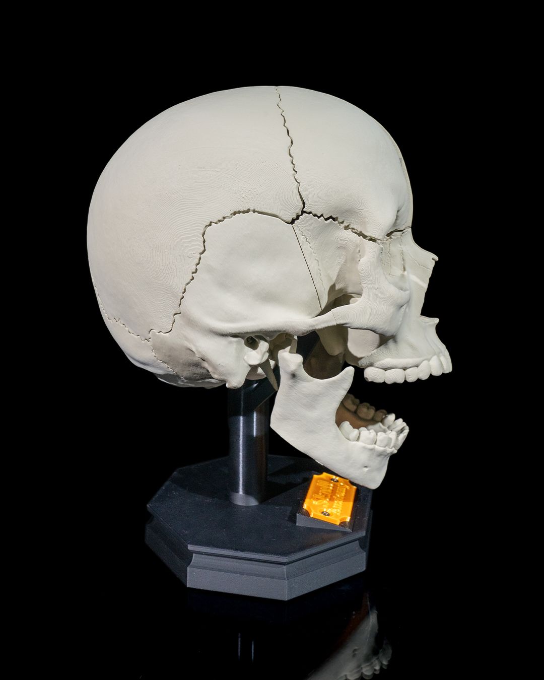 Human Adult Skull - 3D Printed Anatomical Replica