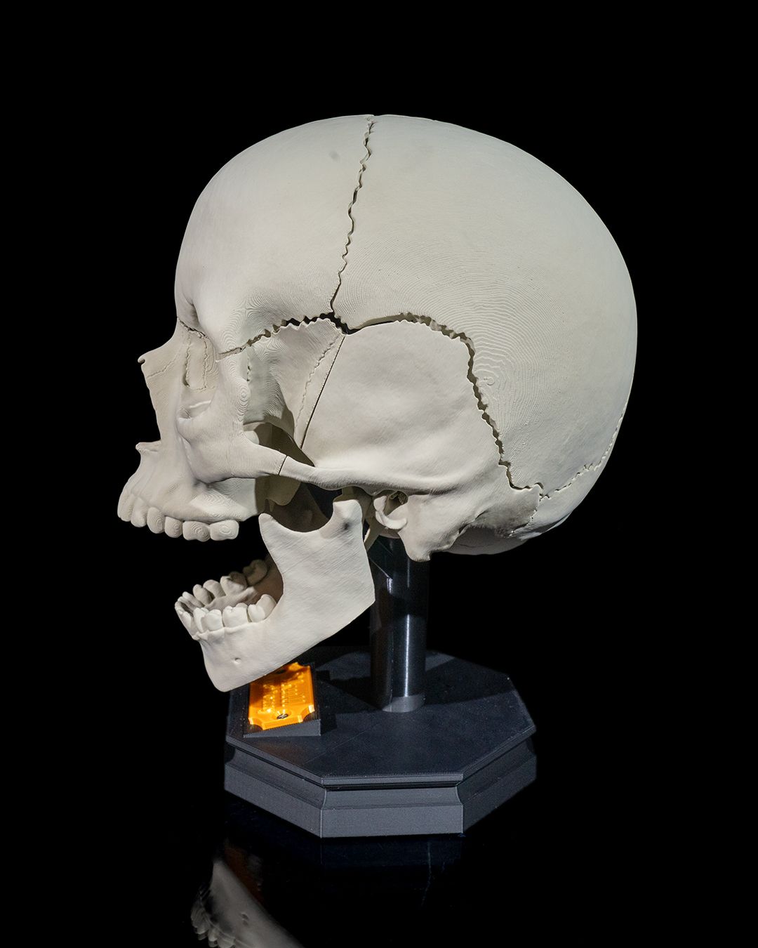 Human Adult Skull - 3D Printed Anatomical Replica