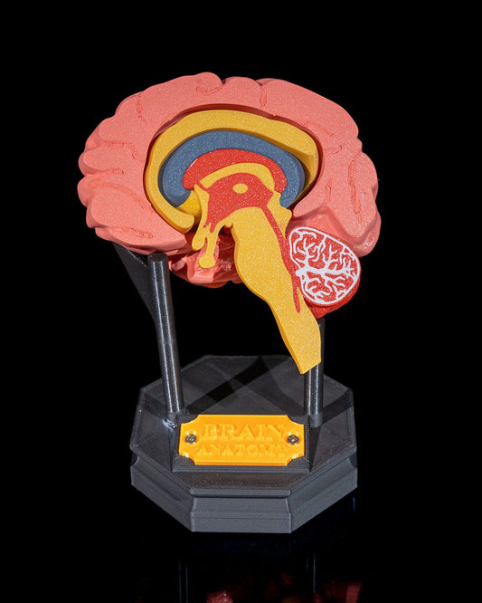 Human Brain - 3D Printed Anatomical Model