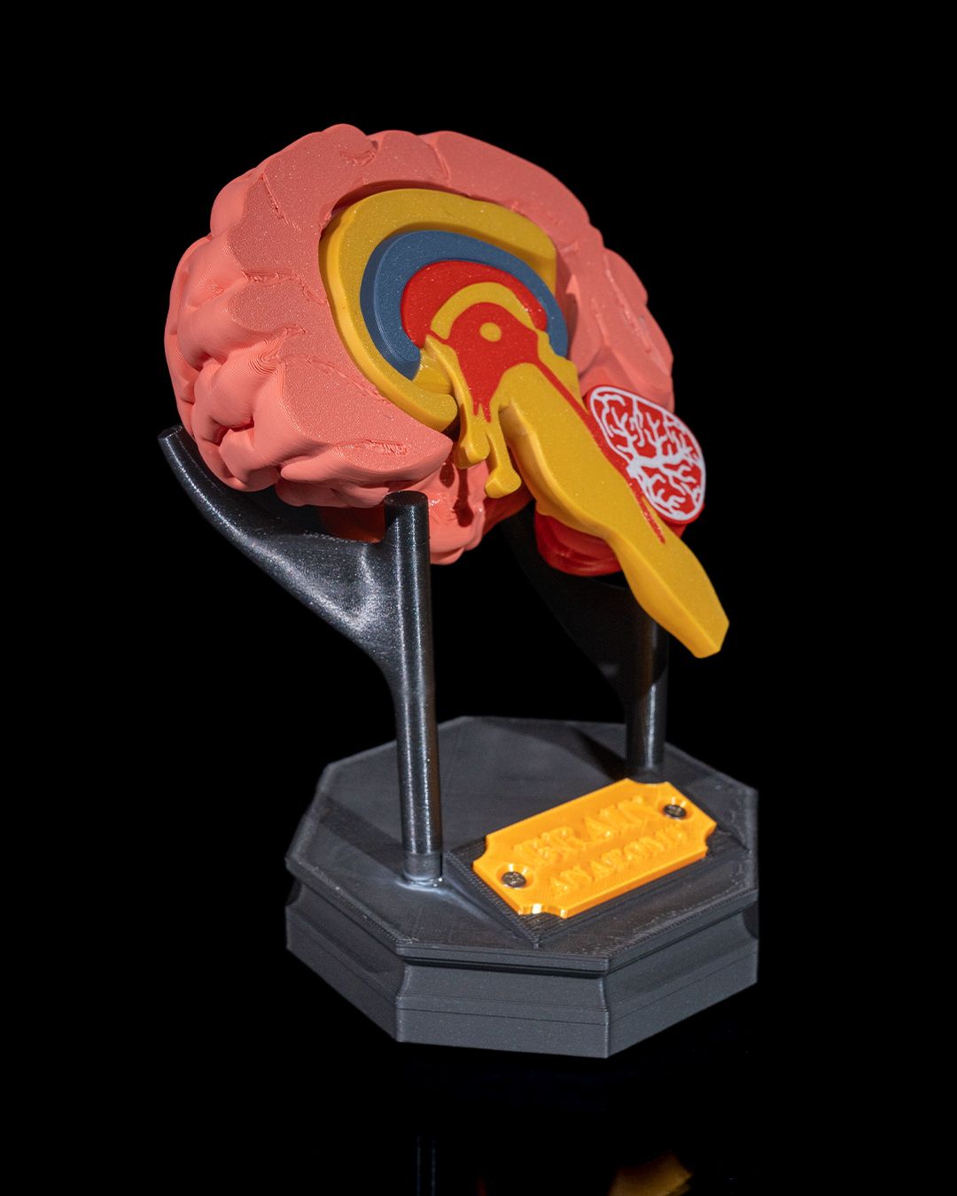 Human Brain - 3D Printed Anatomical Model