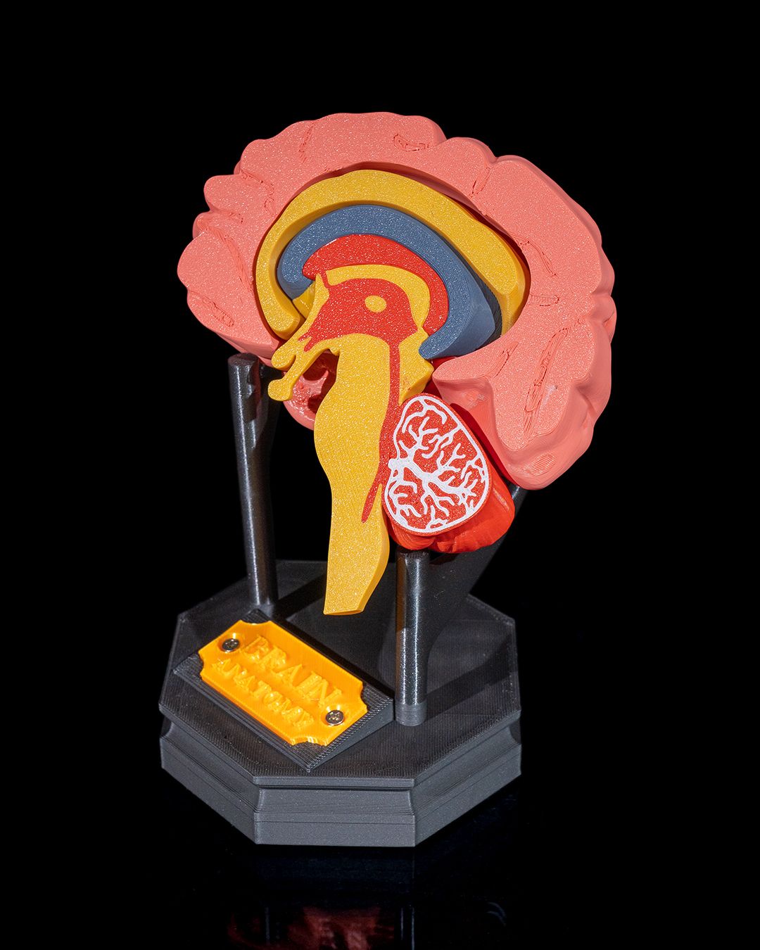 Human Brain - 3D Printed Anatomical Model