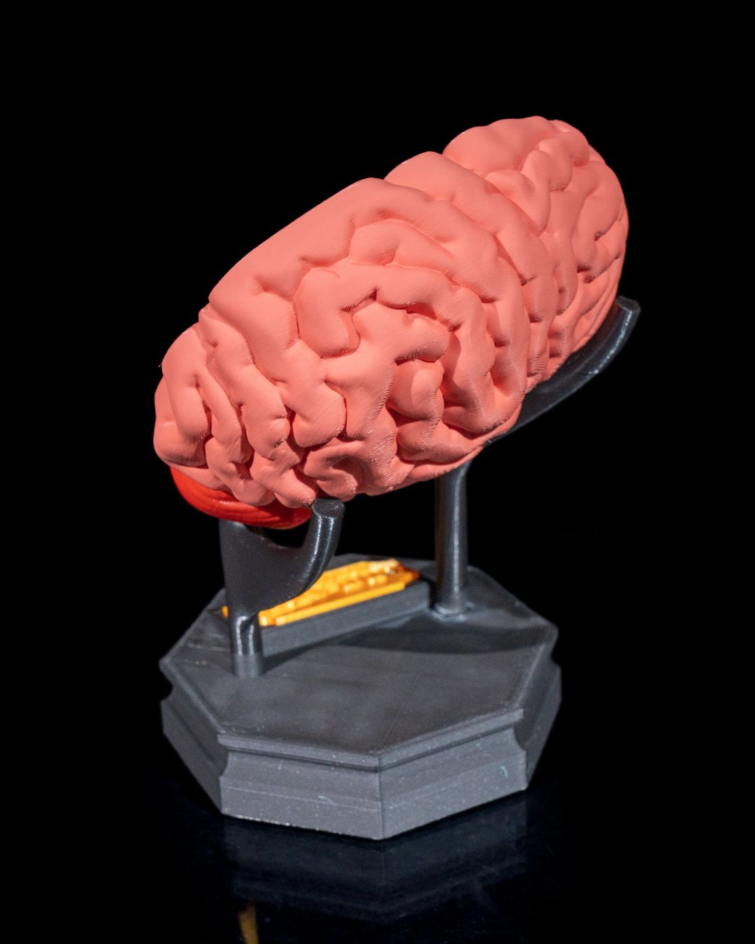 Human Brain - 3D Printed Anatomical Model