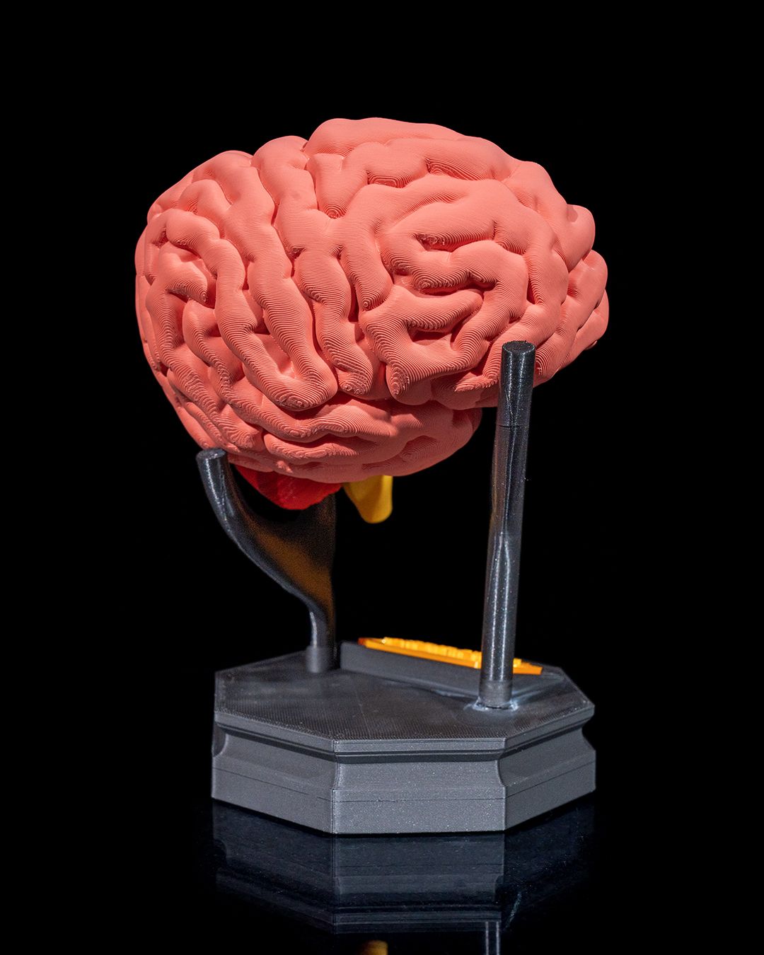 Human Brain - 3D Printed Anatomical Model