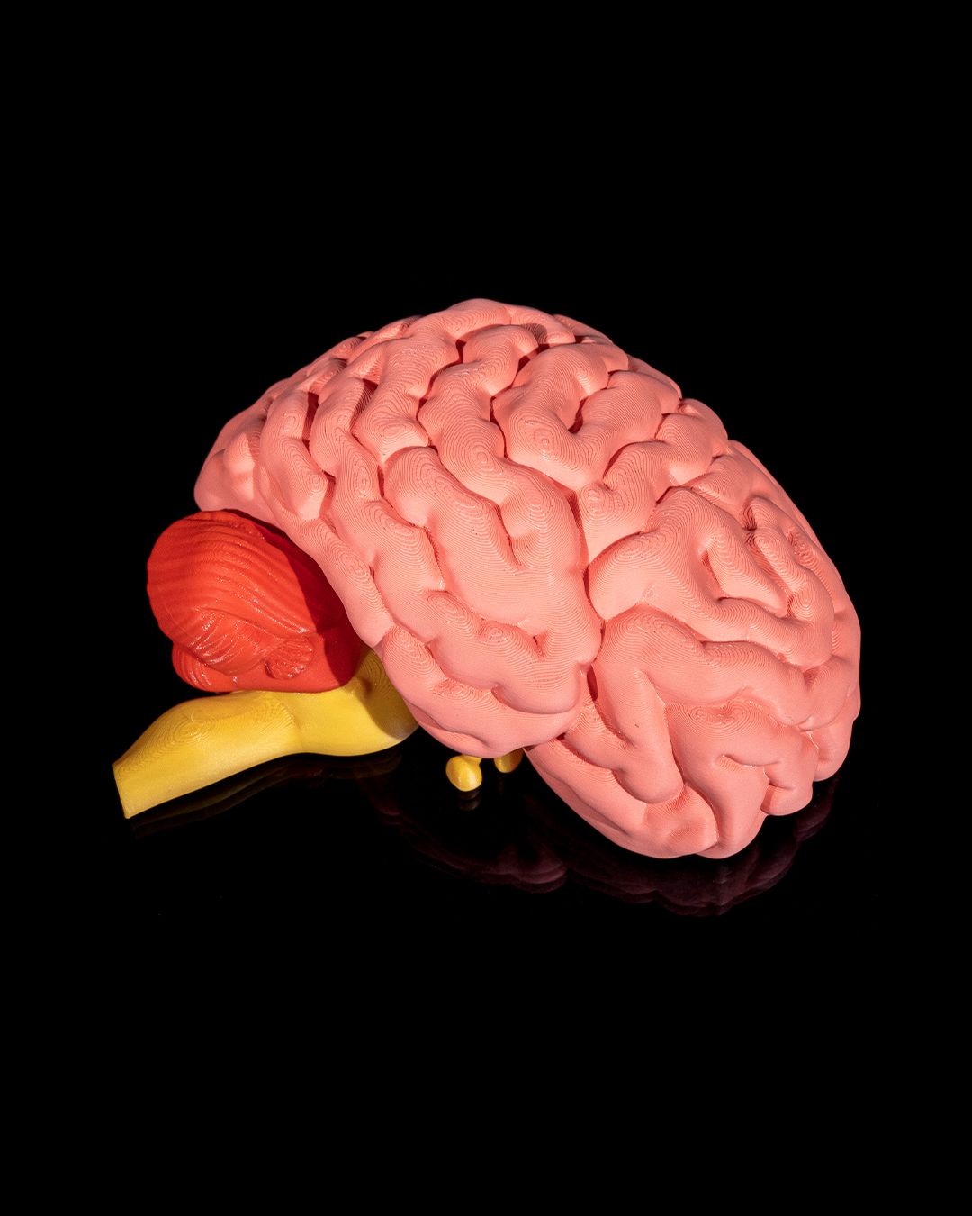 Human Brain - 3D Printed Anatomical Model